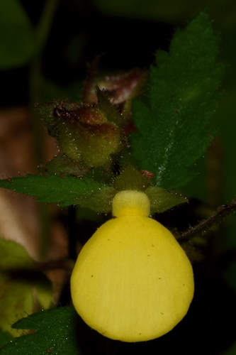 Calceolaria tripartita (Calceolaria tripartita)