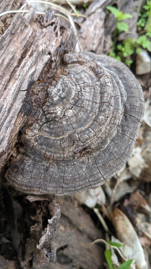 Ganoderma applanatum · April 2023 · photo: © atsushi_nakajima_cirque (iNaturalist, cc-by)
