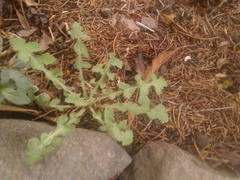 Sonchus oleraceus