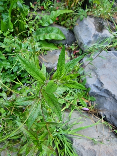 Epilobium parviflorum image