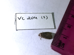 Elophila gyralis
