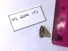 Elophila gyralis