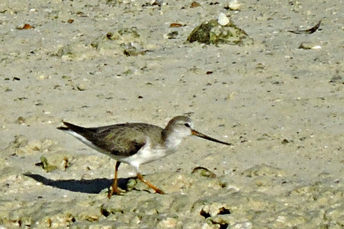 Terek Sandpiper
