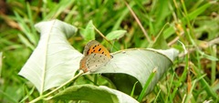 Lycaena phlaeas hypophlaeas