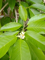 Magnolia denudata