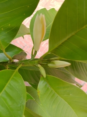 Magnolia denudata