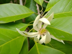 Magnolia denudata