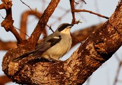 Neothraupis fasciata