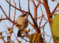 Neothraupis fasciata