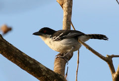Great Antshrike photo 4