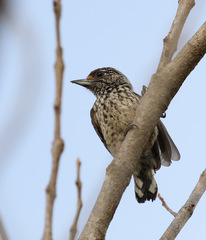Picumnus albosquamatus