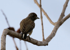 Picumnus albosquamatus