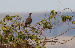 Patagioenas speciosa