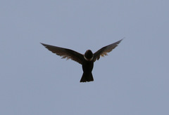 Streptoprocne biscutata