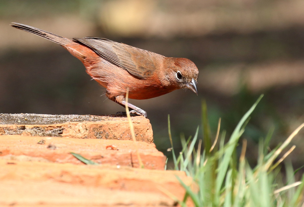 Red Pileated Finch
