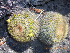 Mammillaria marksiana