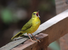 Myiothlypis flaveola