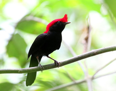 Antilophia galeata
