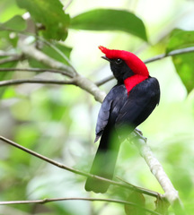 Antilophia galeata