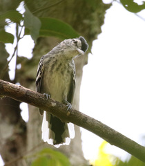 Herpsilochmus longirostris