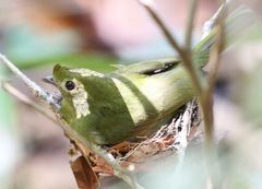 Antilophia galeata