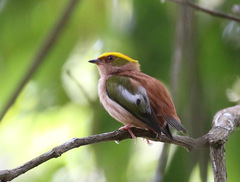 Machaeropterus pyrocephalus