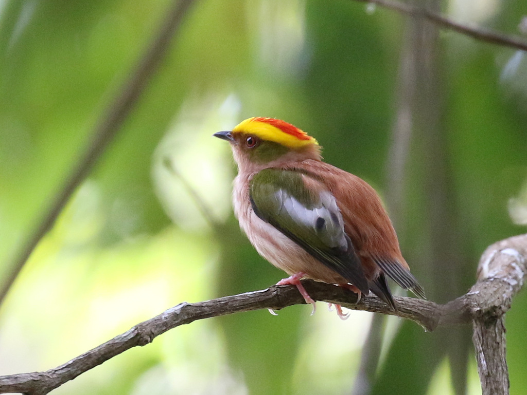 Fiery-capped Manakin (Machaeropterus pyrocephalus) photo