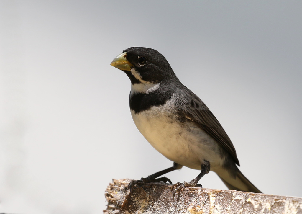 Coleiro - Papa Capim - SPOROPHILA CAERULESCENS