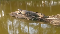 Crocodylus moreletii