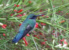 Colibri serrirostris