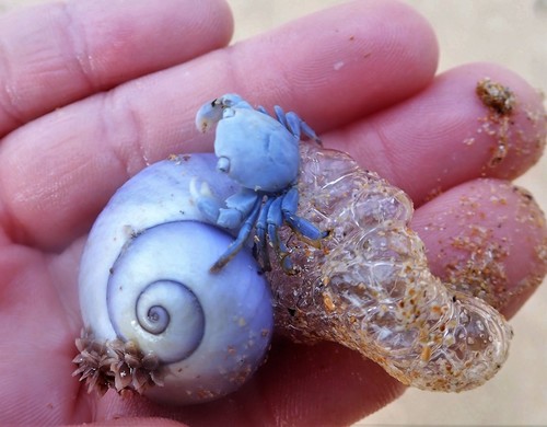 Violet Sea Snail