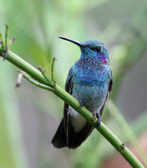 Colibri serrirostris