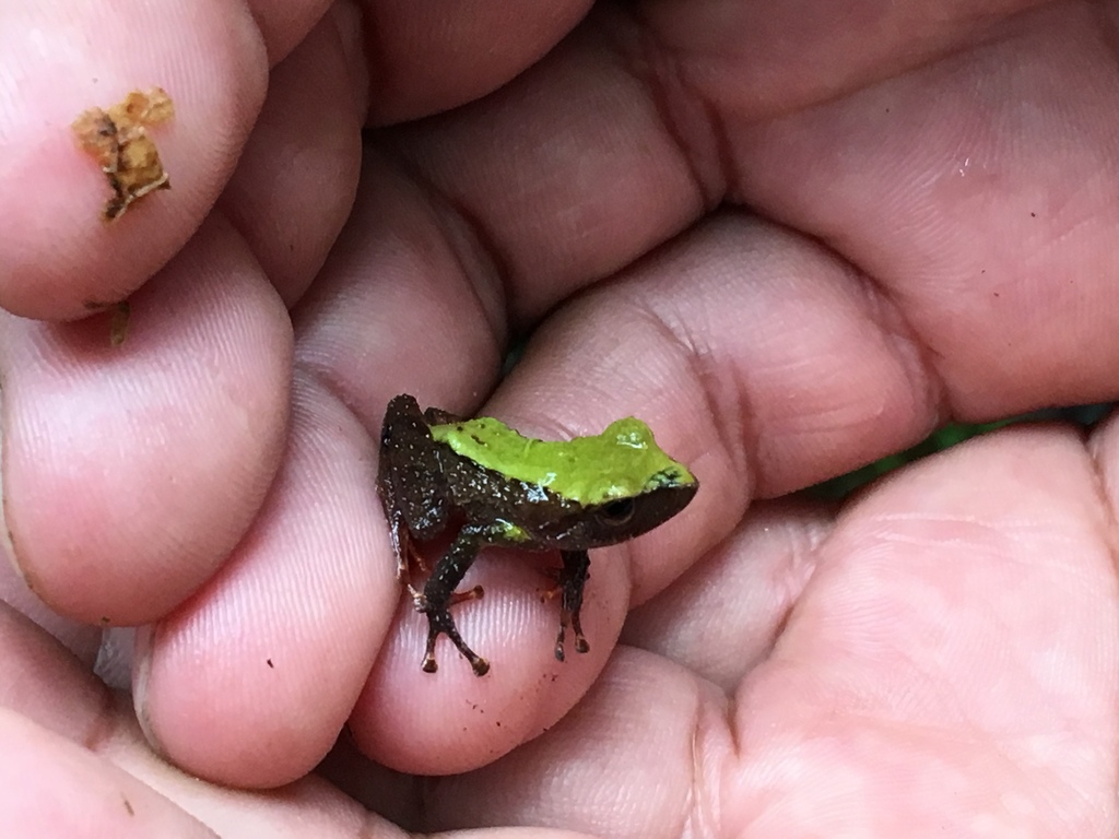 Pristimantis acerus in October 2018 by dannaleaman · iNaturalist