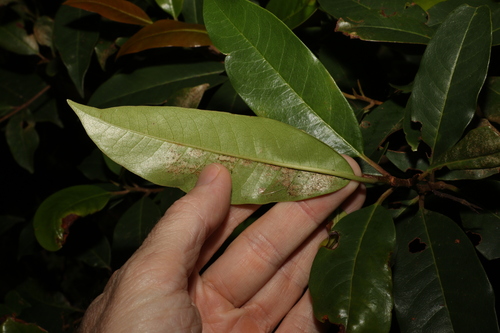 Image of Quintinia sieberi by (c) Greg Tasney, some rights reserved (CC BY-SA)