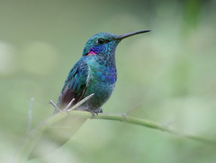 Colibri serrirostris