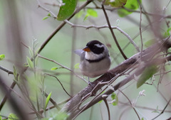 Arremon flavirostris