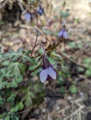 Aquilegia hebeica