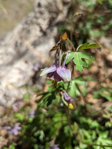 Aquilegia hebeica, photograph 1