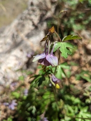 shizhao, CC BY-SA, iNaturalist via GBIF Aquilegia hebeica, photograph shizhao, CC BY-SA, iNaturalist via GBIF