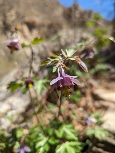 Aquilegia hebeica, photograph 2