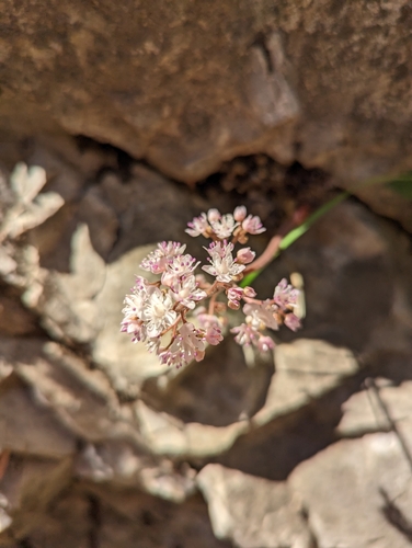 Oresitrophe rupifraga