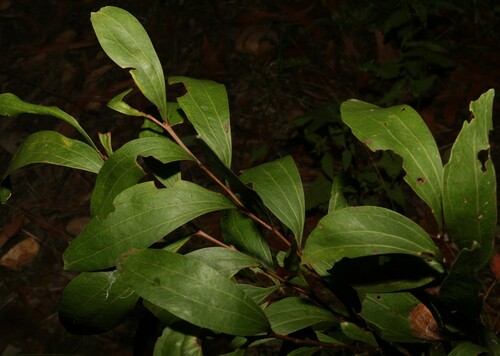 Image of Acacia binervata by (c) Greg Tasney, some rights reserved (CC BY-SA)