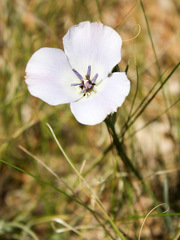 Calochortus invenustus