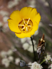 Calochortus concolor