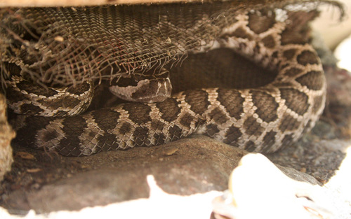 iNaturalist observation photo of Southern Pacific Rattlesnake