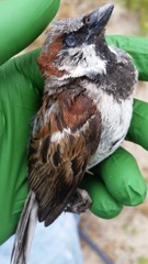 Passer domesticus