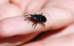 Scyphophorus yuccae