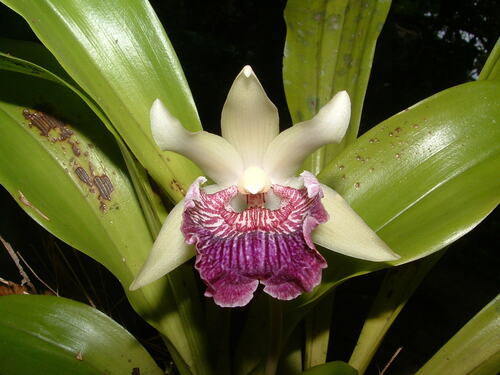 Fanshape Orchid (Cochleanthes flabelliformis)