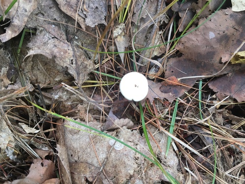 photo of Fungi Including Lichens (Fungi)