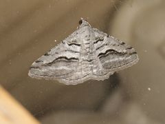 Digrammia imparilata